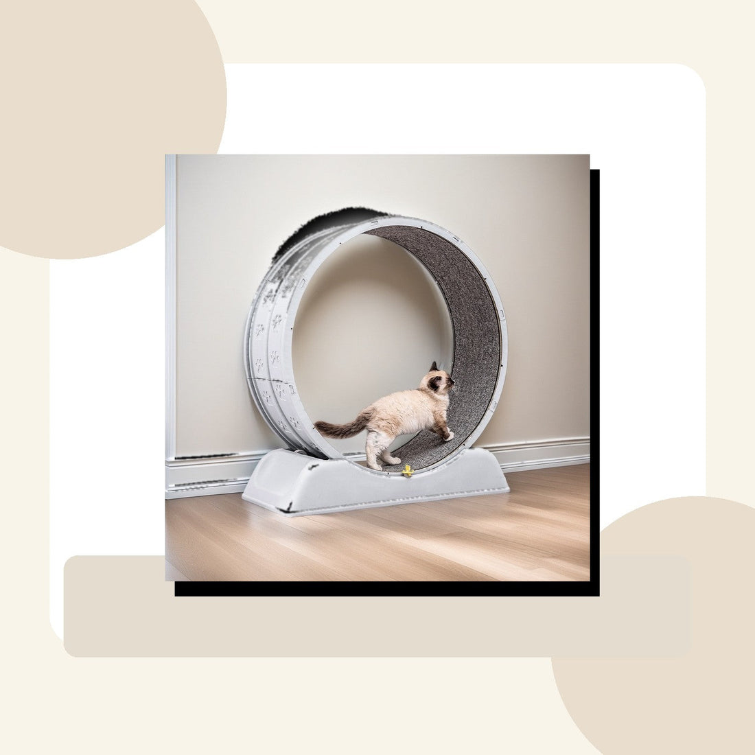 Quiet Cat Exercise Wheel